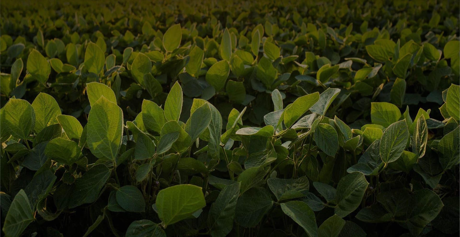 Nuestra pasión por el campo construye valor