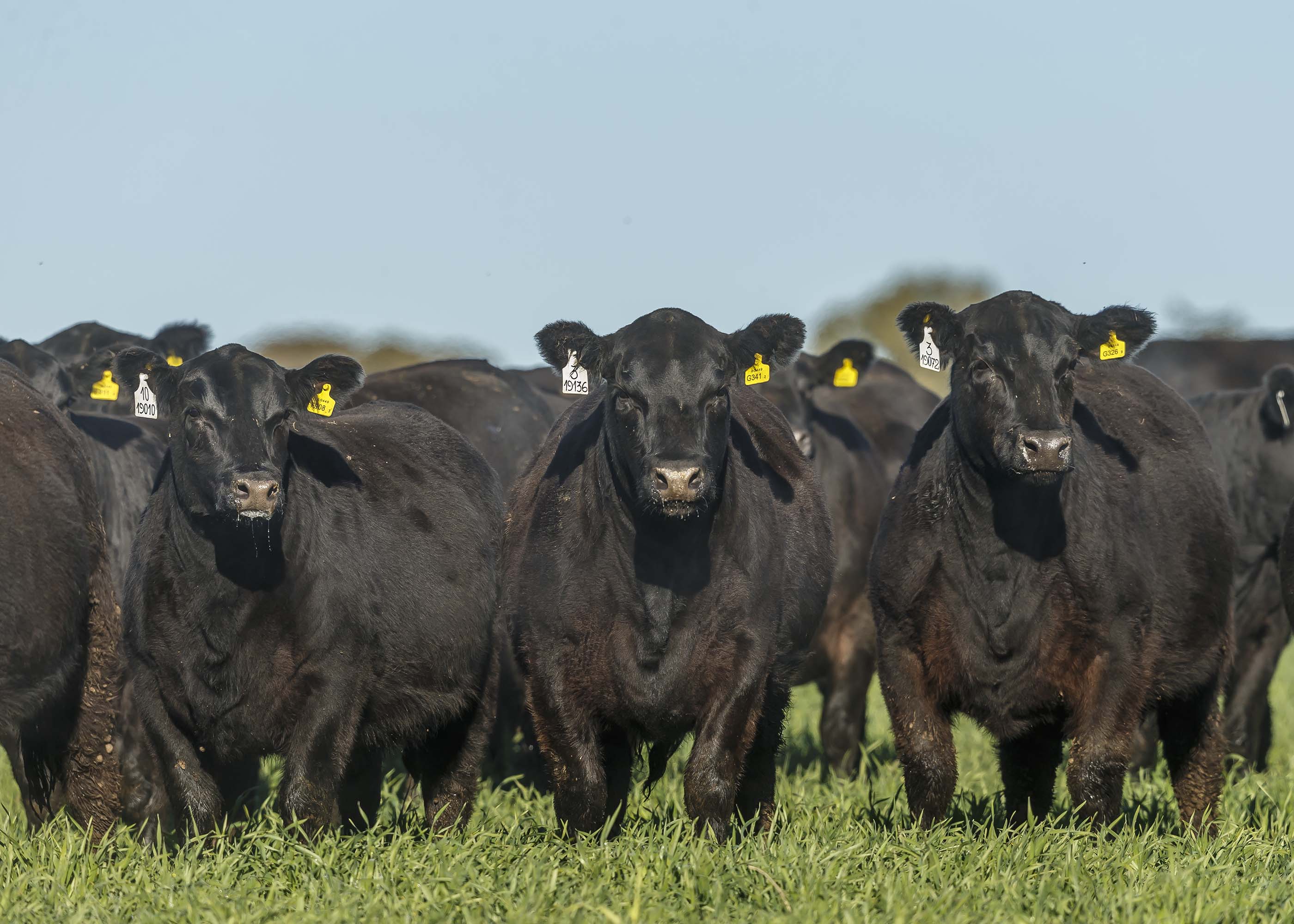 ¿Cuánto pasto produce realmente la Argentina?