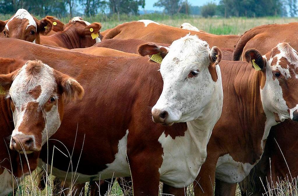 Curso de capacitación virtual del IPCVA: “Manejo de Campos Naturales”