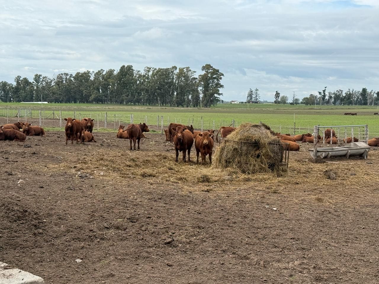 Jornada a campo del IPCVA en 9 de Julio: Genética y recría para maximizar carne y conversión