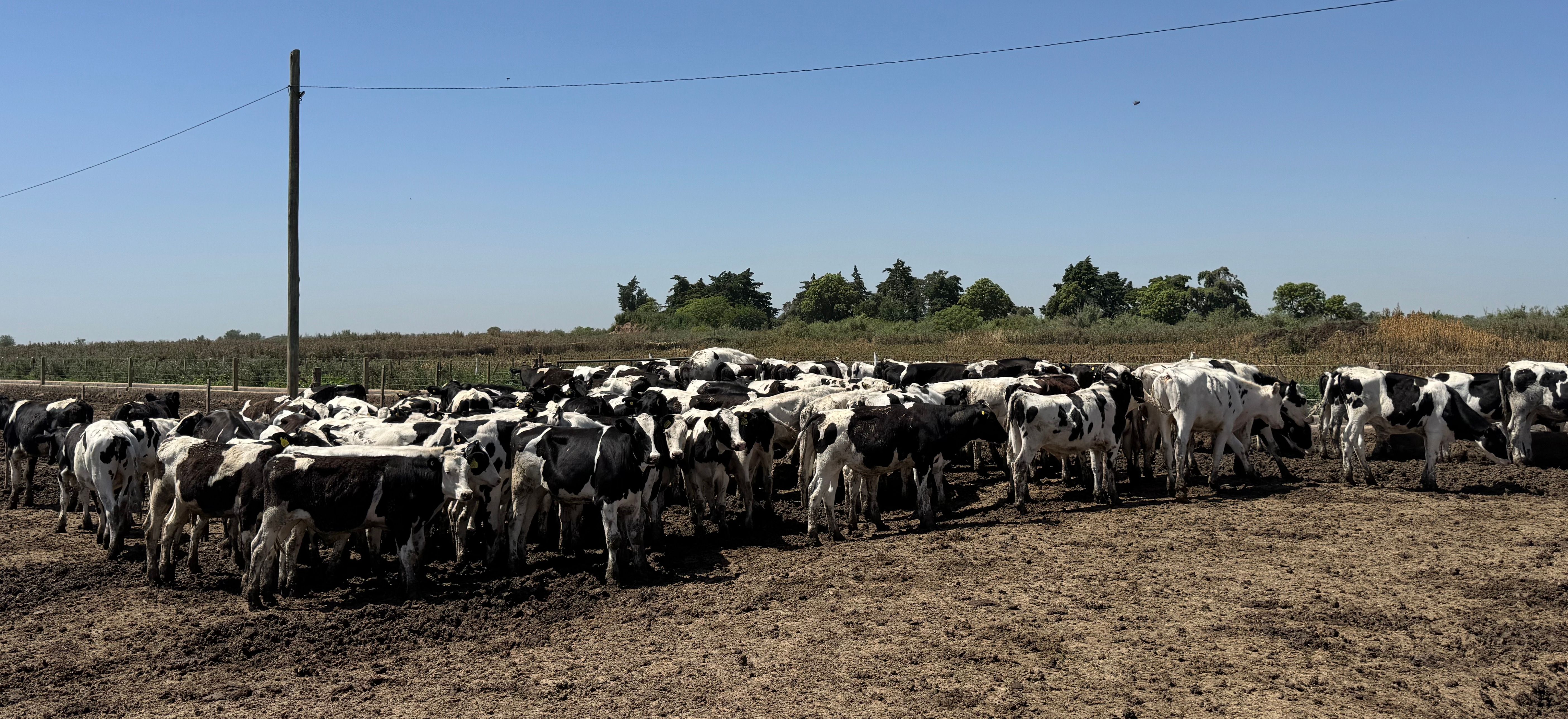 13 de agosto: Jornada a Campo del IPCVA en Humboldt